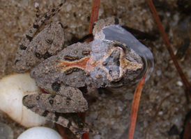 Eastern Cricket Frog
